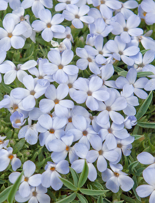 Alpine Phlox 2.jpg